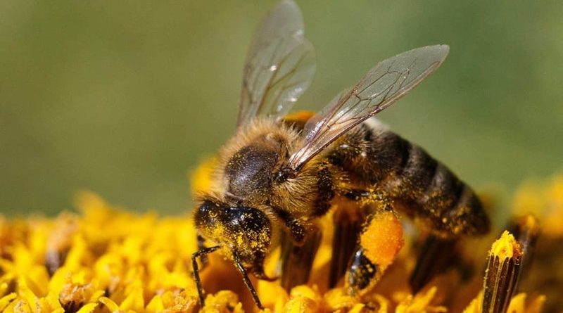 pszczoła miodna zbiera pyłek