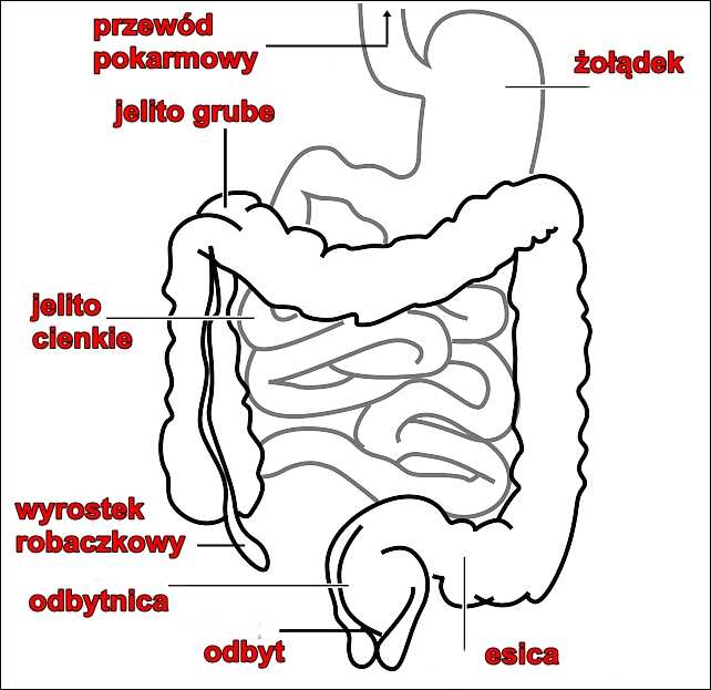 Oczyszczanie ukladu pokarmowego terapia
