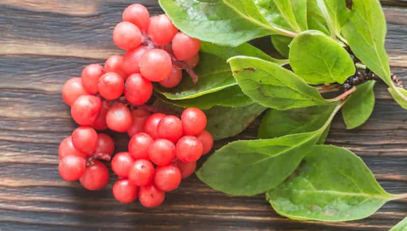 niezwykły cytryniec chiński