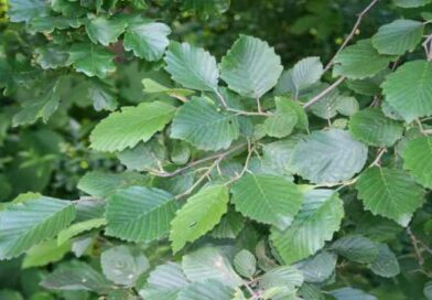 olsza szara niepozorny bohater