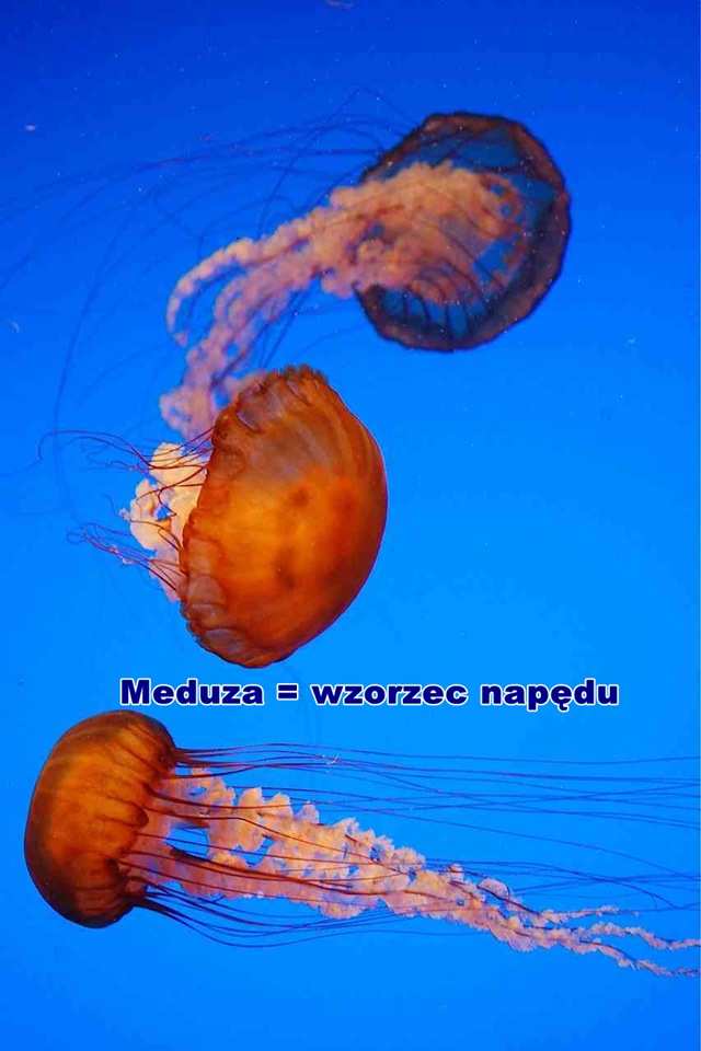 meduza