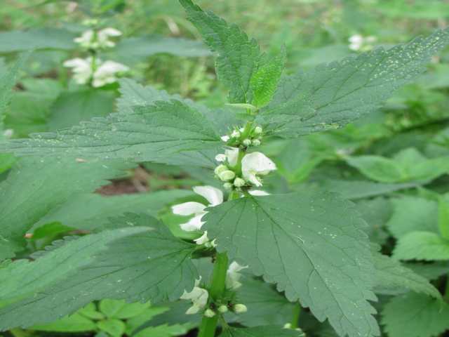 Kwitnąca jasnota biała