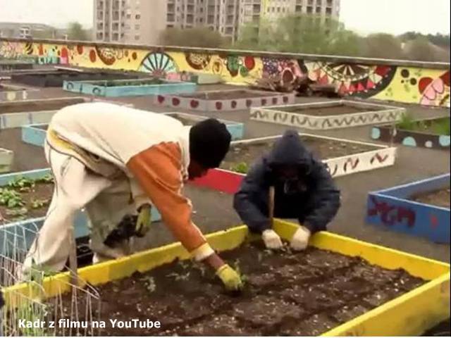 Uprawa roślin na dachu