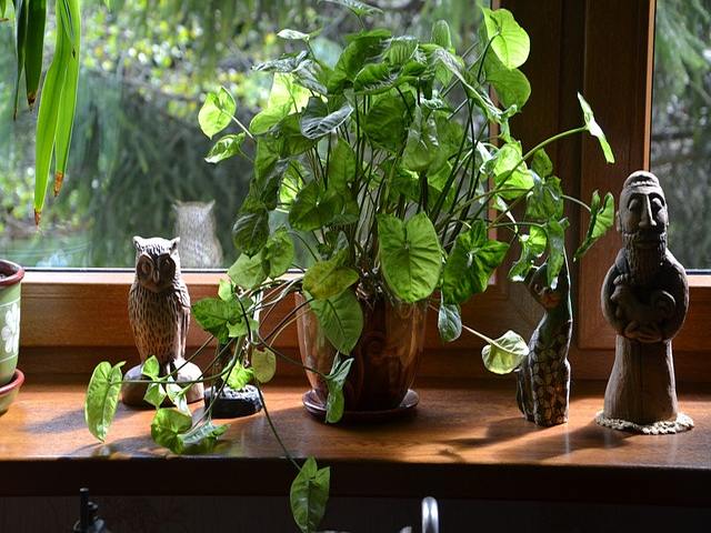 rośliny na parapecie okna