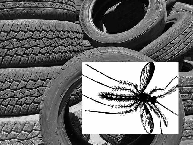 stara opona jako pułapka na komary