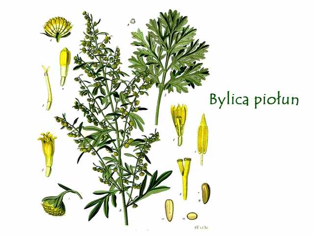 Bylica