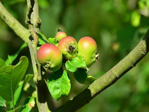 owoce dzikiej jabłoni