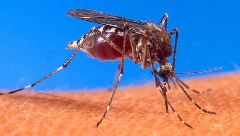 środek na insekty m.in komary