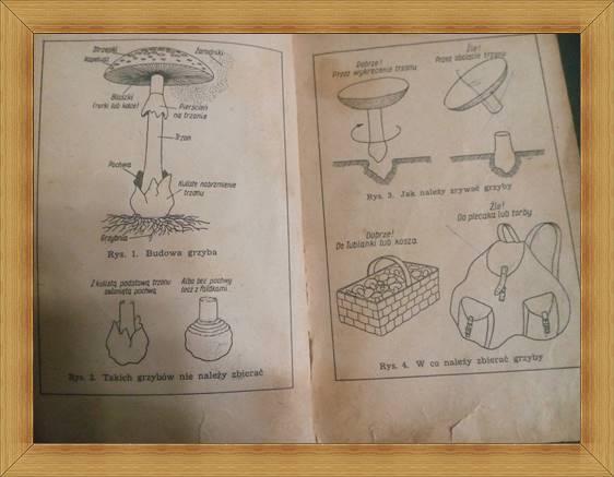 kartka z atlasu grzybów