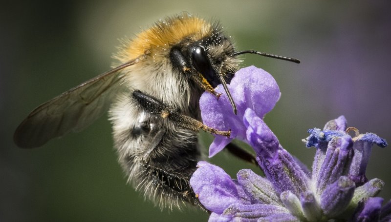 pszczola miodna