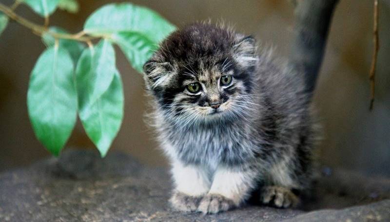 manul młody