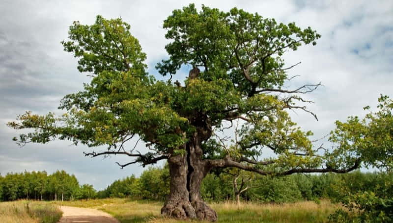 dąb szypułkowy dunin