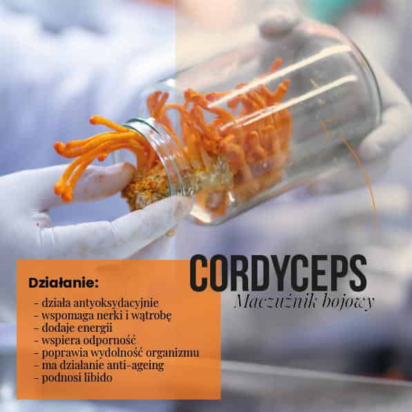 grzyby infografika cordyceps nowa