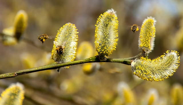 pyłek pszczeli - pszczoły