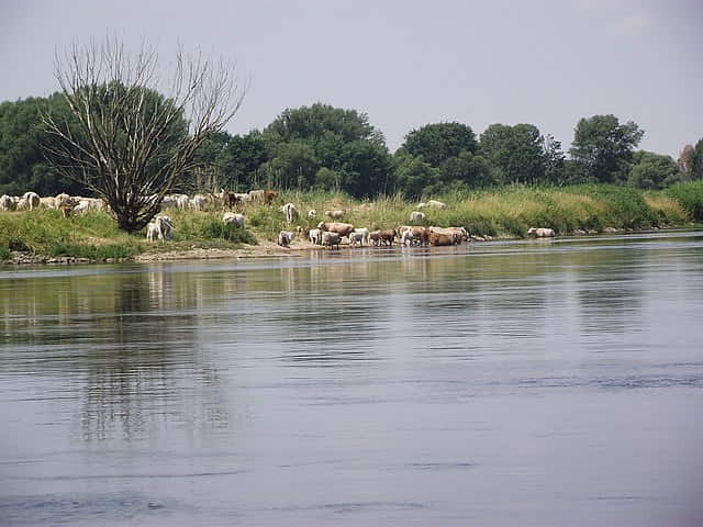 Rzeka Odra naturalna