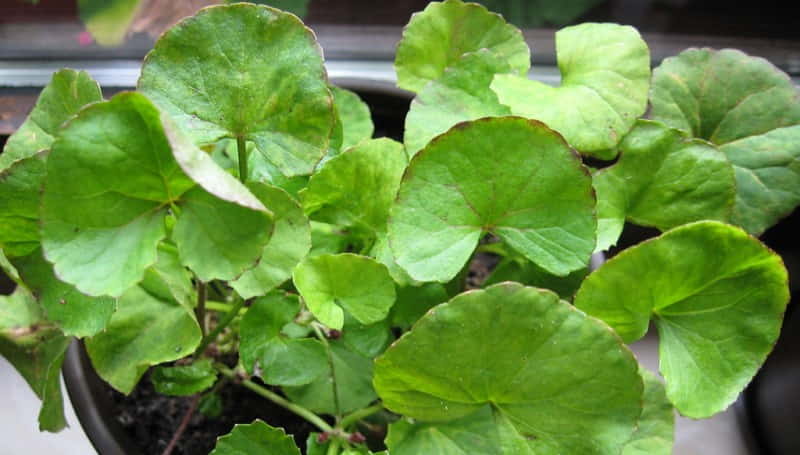 Gotu Kola właściwości