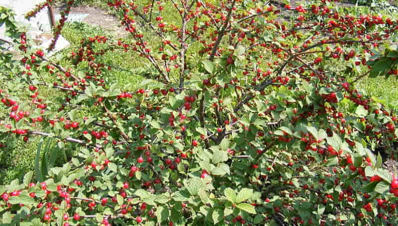 wiśnia kosmata