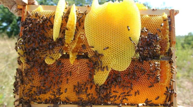 wosk pszczeli