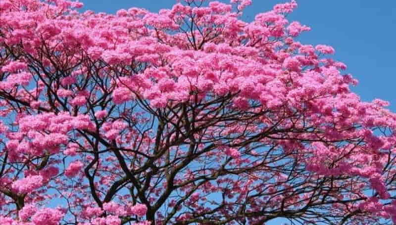 pau d'arco lek Inków