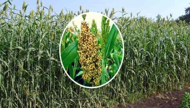 alternatywne źródła energii sorgoo