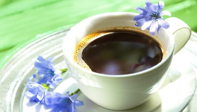 pyszna kawa z cykorii podróżnik