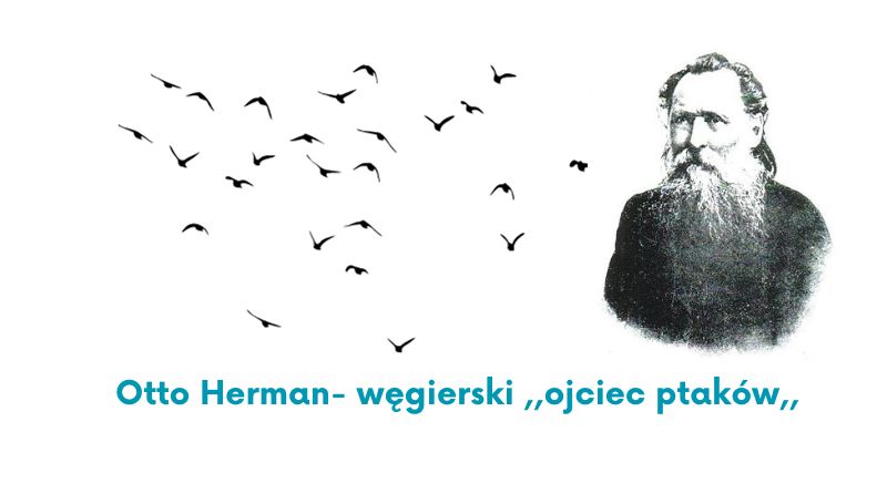 Otto-Herman-ornitolog